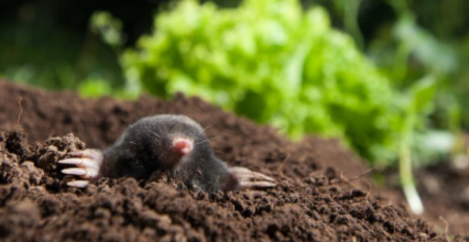Comment protéger son jardin des taupes ?